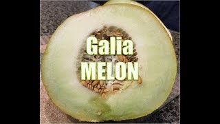 Unusual Food  45 Galia Melon [upl. by Guillema]