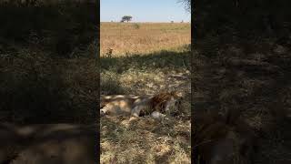 Beautiful Tanzania Serengeti National Park animals wildlife lion [upl. by Anatnahs]