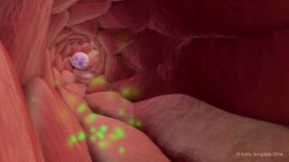 Extravasation of Neutrophils [upl. by Raul]