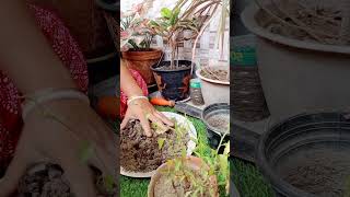 রিবন বুসের পটিং পদ্ধতি shortvideo rooftopgardens potting [upl. by Ladin841]