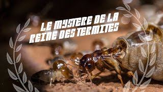 Le mystère de la reine des termites  BA2Sc 12 [upl. by Toomay]