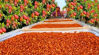 Cashew Nuts Harvesting and Processing in Factory  Cashew Nuts Cultivation and Production Process [upl. by Ozen]