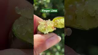 😋 Finger Lime [upl. by Bow]