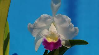 Cattleya trianae fcoerulea Indigo Blue orchid [upl. by Atteugram]