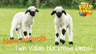 Twin Valais blacknose lambs [upl. by Ydnes]