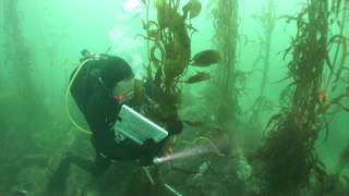 Bio75  Scientific Diving  Ocean Sampling [upl. by Ragen]