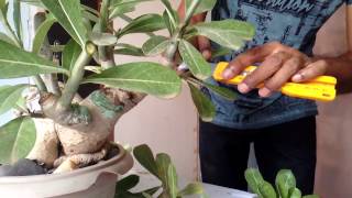 HOW TO PRUNE DESERT ROSE ADENIUM EASILY [upl. by Irama576]