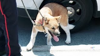 Dog freed from hot car owner says he did nothing wrong [upl. by Yrred]