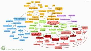 Erythropoiesis Concept Map [upl. by Naugal]