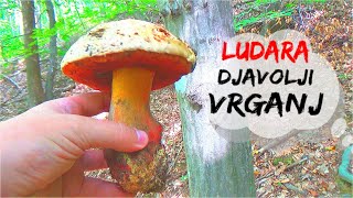 Pazite se Otrovnog Vrganja  Ludara  Djavolji Vrganj  Krenuli [upl. by Jurgen756]