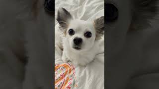 Eier 🐔🥚 kokothechihuahua koko süßehunde hunde lustig funny cute chihuahua shorts [upl. by Statis]