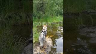 Poursuite de chien loup fail [upl. by Poll]