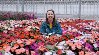 PETITTI SunPatiens® Spotlight  Grow For Sun Shade amp Repeat Blooms [upl. by Aknaib]