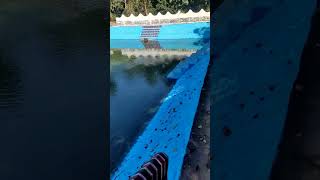 Hot water spring in Garampani Wildlife Sanctuary in Karbi Anglong district minivlog travel [upl. by Valonia]