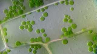 Cyclosis  Cytoplasmic streaming in plant cells Elodea  DIC microscope 1250x [upl. by Yhtimit298]