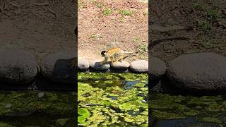 Squirrel monkeys cute monkey squirrelmonkey [upl. by Iam598]