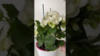 Begonia Wax in Full Bloom Lovely White Flowers 🤍 shorts [upl. by Forrester999]