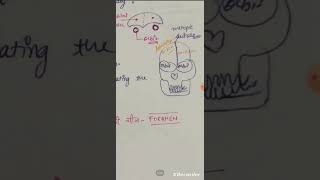 Cranium Bones of Musculoskeletal system [upl. by Raual752]