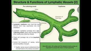 Anatomy amp Physiology of the Lymphatic Vessels [upl. by Dj]