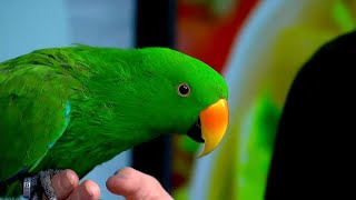 Ollie the Eclectus Parrot [upl. by Shiverick]