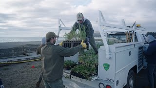 Native Plant Restoration at Sonoma County Regional Parks [upl. by Castera524]