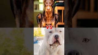 What are the bite force of american bully and dobermann [upl. by Ladin803]