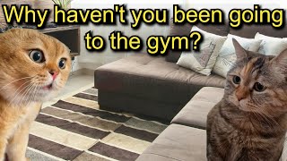 An Orange Cat goes to the gym [upl. by Letnoj]