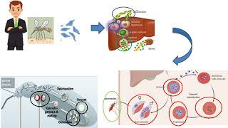 Malaria Plasmodium vivax  ovale malariae  falciparum  الملاريا [upl. by O'Rourke]