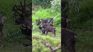 Reindeer in Alaska A popular animal in Alaska is the Caribou [upl. by Ulland]