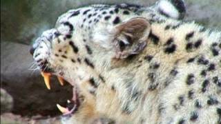 WORLD FIRST  Snow Leopard Lithotripsy [upl. by Ecnarrat]