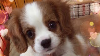 我が家にワンちゃんがやってきた【愛犬ダイアリー】①はじめまして♪ キャバリアCavalier King Charles SpanielDog diary [upl. by Ylluz]