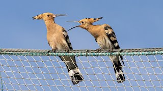 HOOPOE CALL Eurasian Hoopoe in Spain birding on the Ebro Delta [upl. by Alejandro]