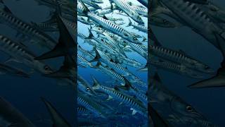 Tubbataha Diving  Barracudas Schooling at Philippines🇵🇭 osmoaction osmoglobal shorts scuba [upl. by Notlek]