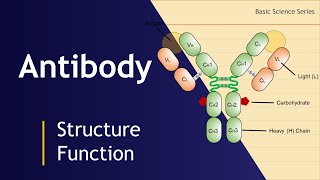 Antibody  Structure  Illustration  Graphics  Design  Basic Science Series [upl. by Anelrihs]