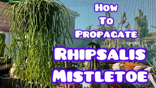 How To Propagate Rhipsalis Mistletoe [upl. by Nalyorf]