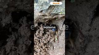 Bombardier Beetle Nature’s Explosive Chemical Warrior science nature defense facts wow yt [upl. by Atte]