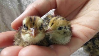 CELADON QUAIL CHICKS  One Day Old  Hatching Quail [upl. by Sharon521]