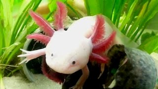 Axolotl Cool Cute Aquarium Mexican Salamander [upl. by Miles996]