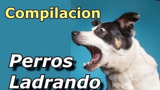 Perros Ladrando Muy Fuerte para molestar a tu perro o gato HD 6 [upl. by Prudi]