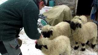 Zermatt Switzerland Sheep Farm 2 [upl. by Pendleton836]