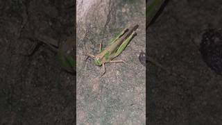 How locusts livevideoshort [upl. by Noiro982]