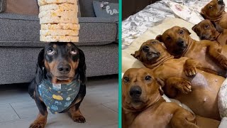 The Funniest Dachshund Moments 2023  A Hilarious Compilation for Sausage Dog Lovers FurryTails [upl. by Ecarret]