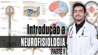 Fisiologia  Organização do SNC Sinapses e Neurotransmissores Capítulo 4645 PARTE 1 │ GUYTON [upl. by Eberle]