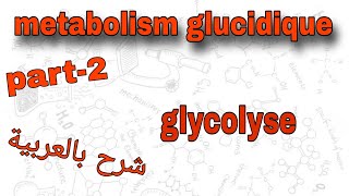 Part2  metabolism glucidique  glycolyse  درس الميتابوليزم بالعربية [upl. by Andros]