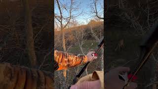 Recurve HEART shot BOBLEE bowhunting archery deerhunting [upl. by Duky]