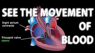 The Pathway of Blood Flow Through the Heart Animation [upl. by Enelia]