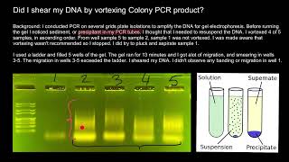 How to avoid shearing of DNA and Smearing of bands [upl. by Jolene355]