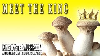 How to grow King Oyster Mushrooms in fruiting bags Pleurotus Eryngii Mushroom Cultivation At Home [upl. by Saffren93]