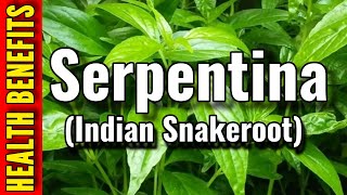 HOW TO BE HEALTHY  SERPENTINA  INDIAN SNAKE ROOT HEALTH BENEFITS [upl. by Danielson]