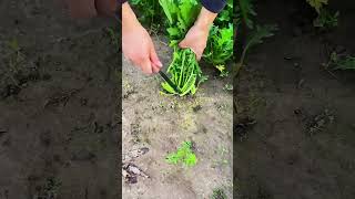 Stem cutting process of fresh vegetable [upl. by Ainalem]